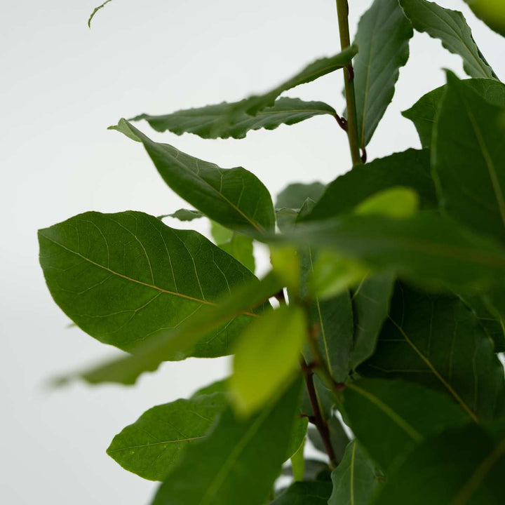 Laurus nobilis - Laurierstruik