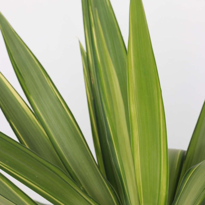 Yucca elephantipes 'Jewel' - Palminė lelija - FloraStore