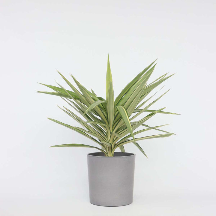 Yucca elephantipes 'Jewel' - Palminė lelija - FloraStore