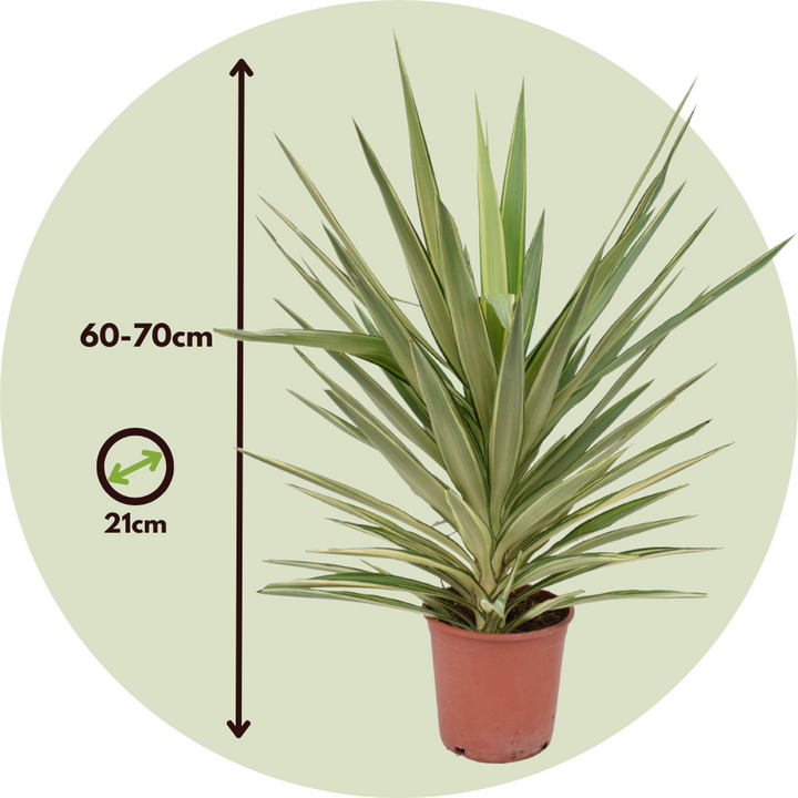 Yucca elephantipes 'Jewel' - Palminė lelija - FloraStore