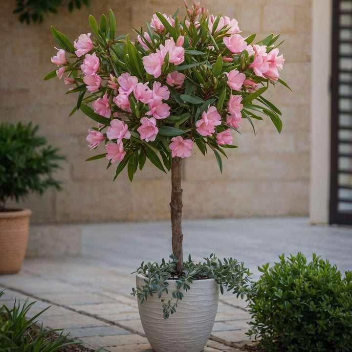 Nerium Oleander - FloraStore