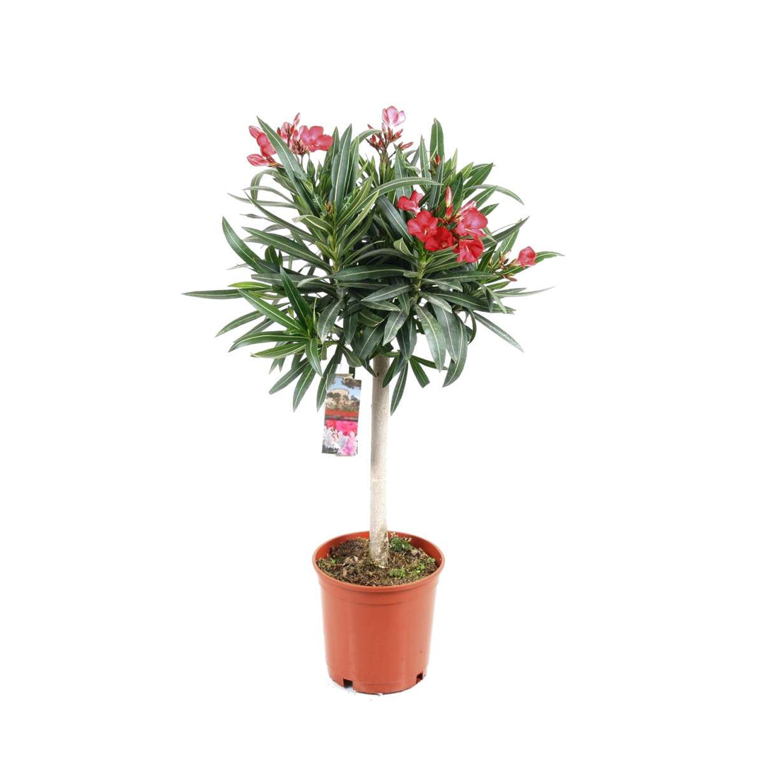 Nerium Oleander - FloraStore