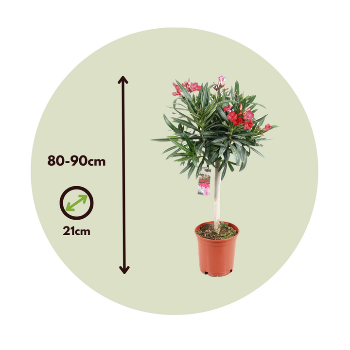 Nerium Oleander - FloraStore