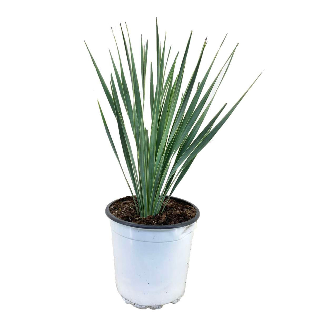 Yucca Rostrata - palmin ljiljan - FloraStore
