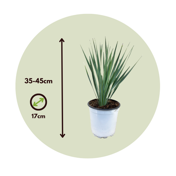 Yucca Rostrata - palmin ljiljan - FloraStore