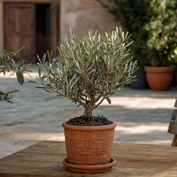 Olea Europaea - Bonsai - Olijfboom in schaal