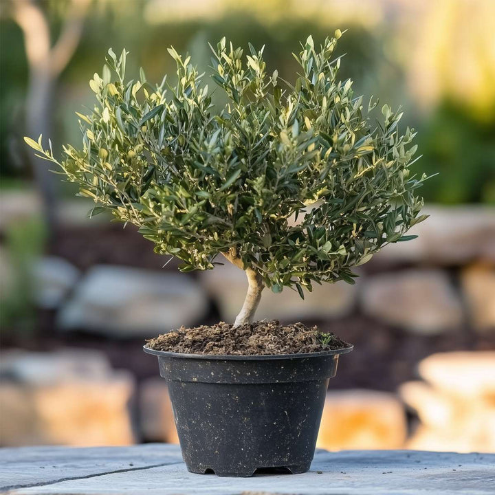 Olea Europaea - Bonsai - Olijfboom in schaal