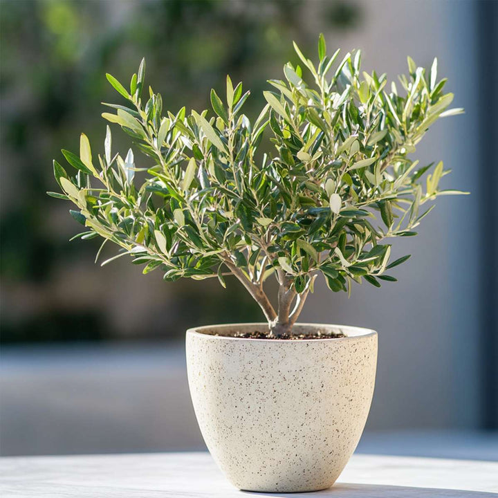 Olea Europaea - Bonsai - Olijfboom in schaal