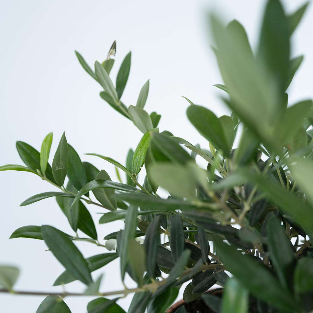 Olea Europaea - Bonsai - Olijfboom in schaal