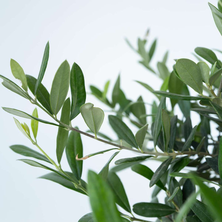 Olea Europaea - Bonsai - Olijfboom in schaal