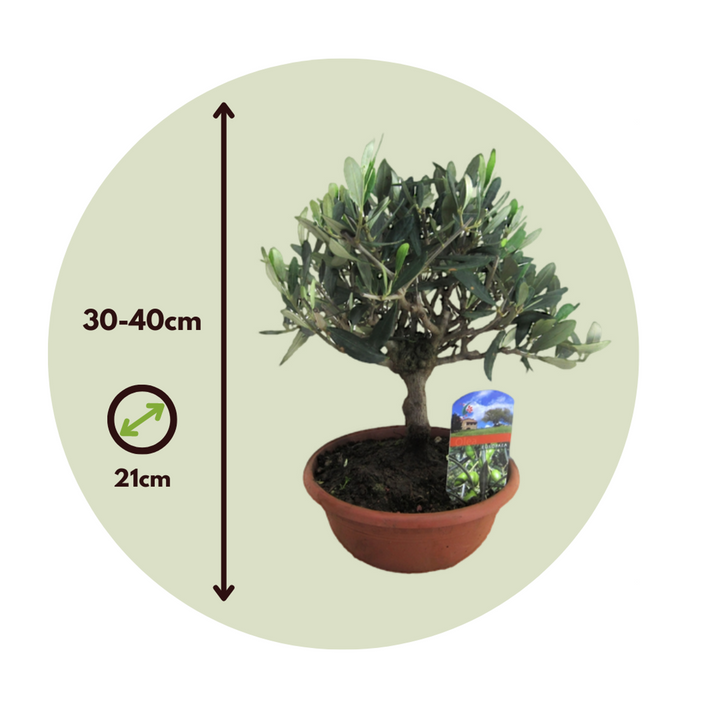 Olea Europaea - Bonsai - Olijfboom in schaal