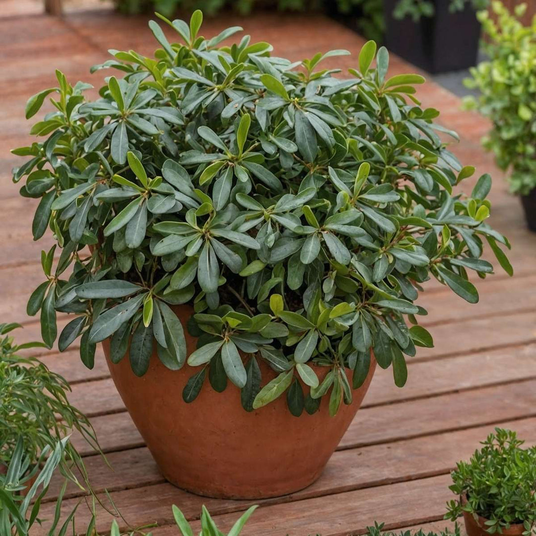 Pittosporum tobira nanum - Laurierstruik