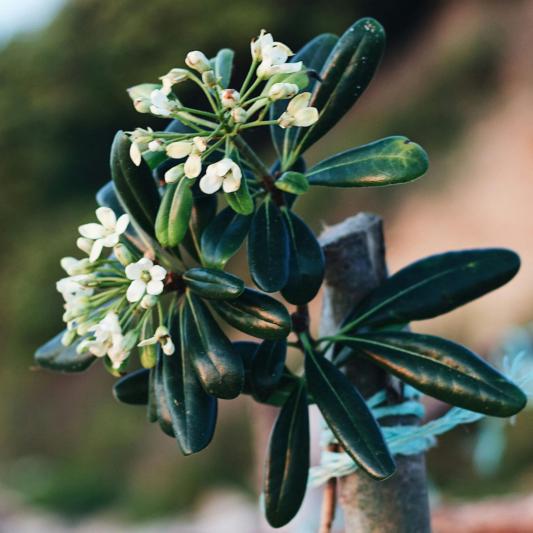 Pittosporum tobira nanum - Laurierstruik