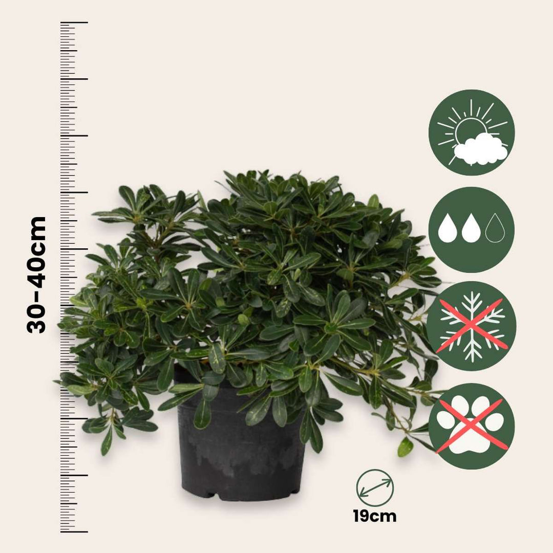 Pittosporum tobira nanum - lovor - FloraStore