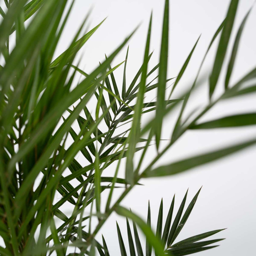 Phoenix Canariensis - Dadelpalm