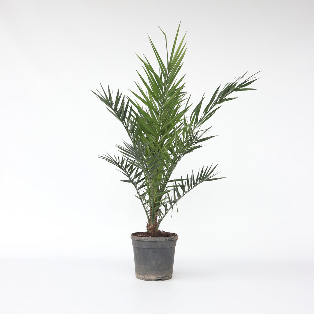 Phoenix Canariensis - Dadelpalm