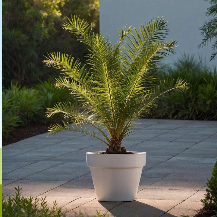 Phoenix Canariensis - Set van 2 - Dadelpalm