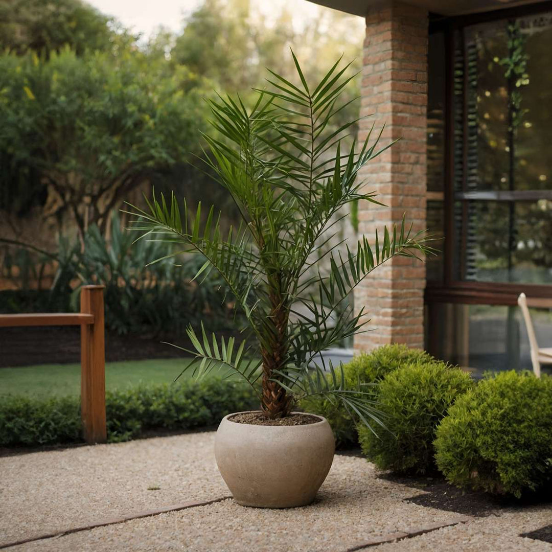 Phoenix Canariensis - Set van 2 - Dadelpalm