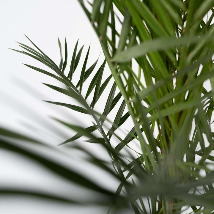 Phoenix Canariensis - Set van 2 - Dadelpalm