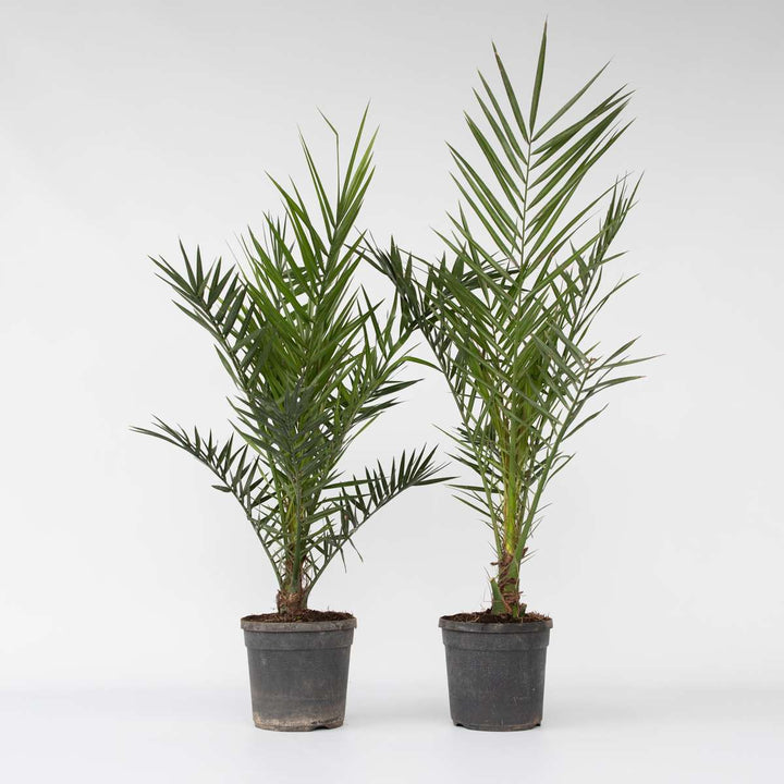 Phoenix Canariensis - Set van 2 - Dadelpalm