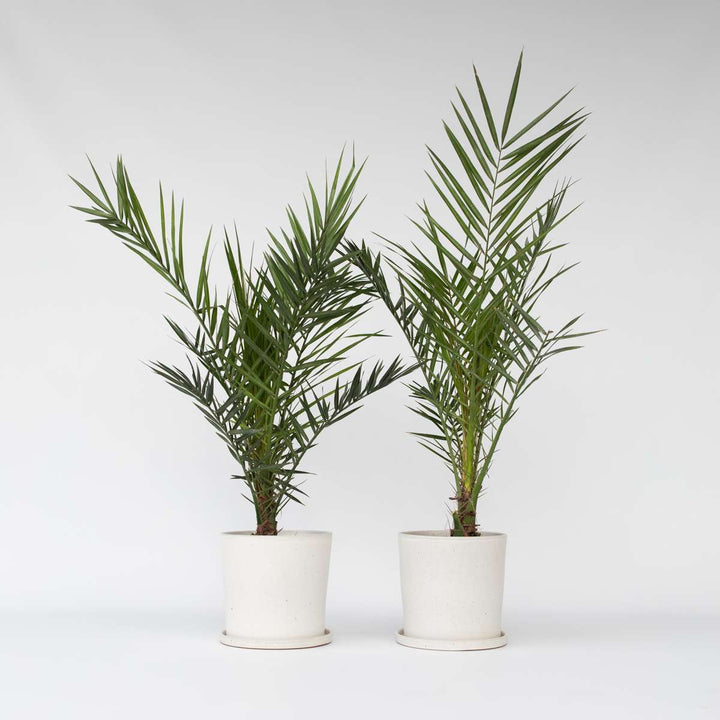 Phoenix Canariensis - Set van 2 - Dadelpalm