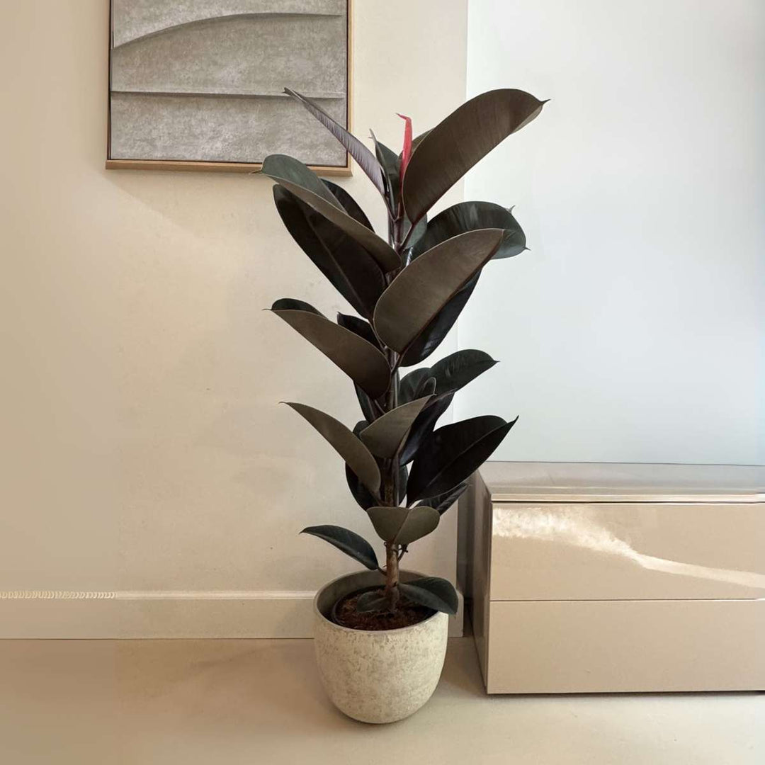 Ficus Elastica 'Abidjan'