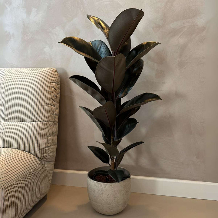 Ficus Elastica 'Abidjan'