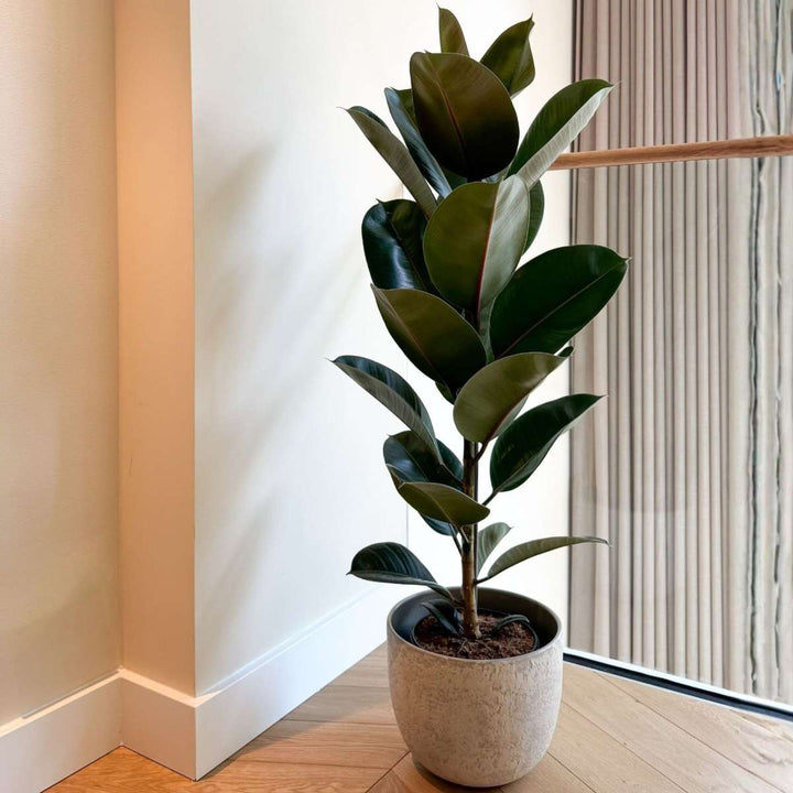 Ficus Elastica 'Robusta'