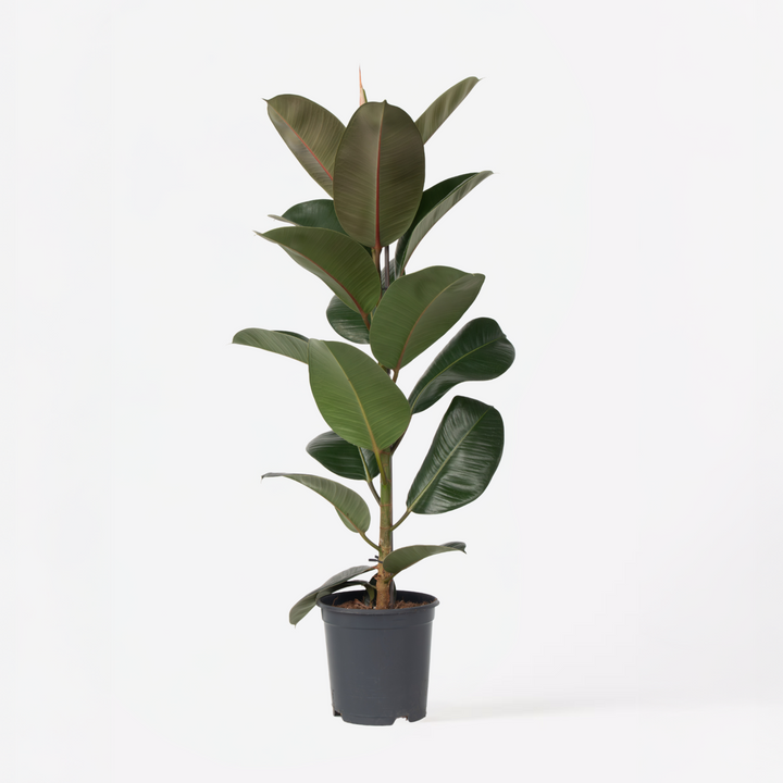 Ficus Elastica Robusta 'Rubberboom'