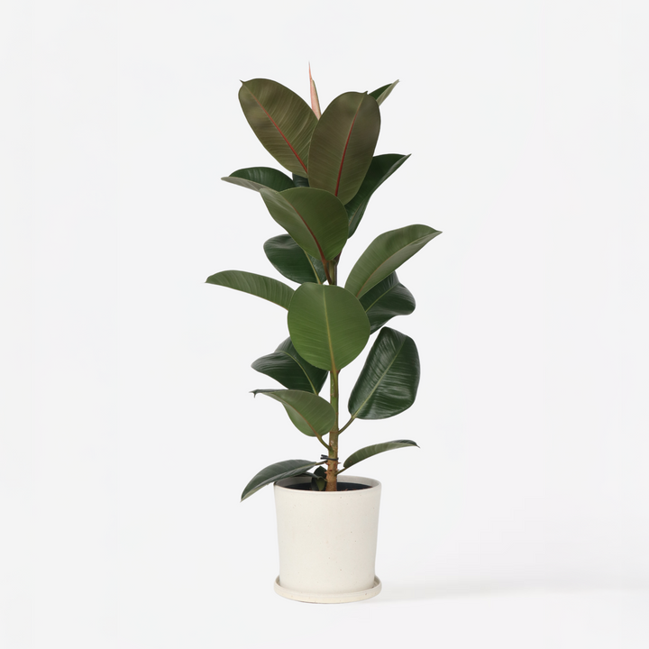 Ficus Elastica Robusta 'Rubberboom'