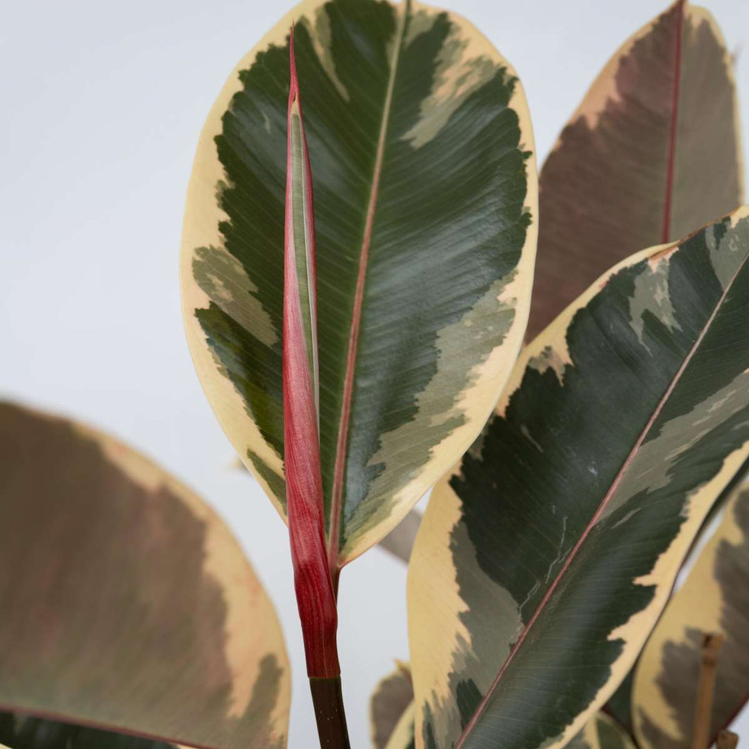 Ficus Elastica Tineke 'Rubberboom'