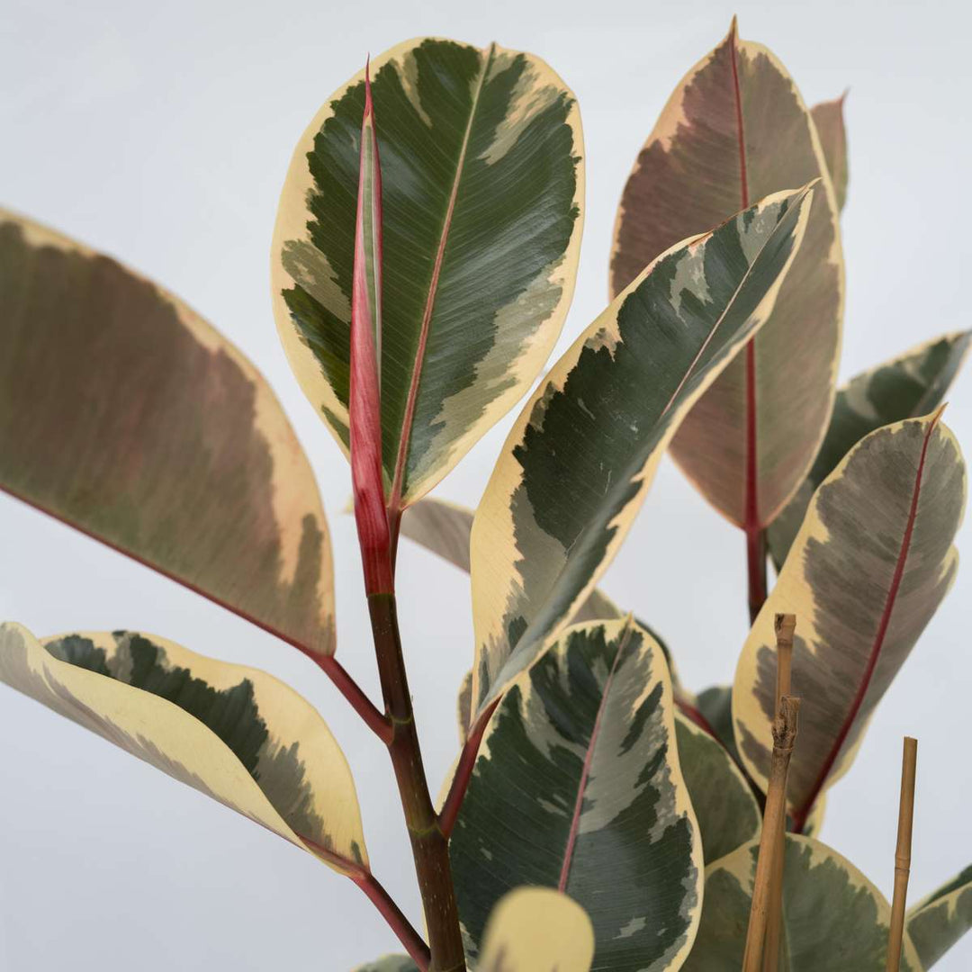 Ficus Elastica Tineke 'Rubberboom'