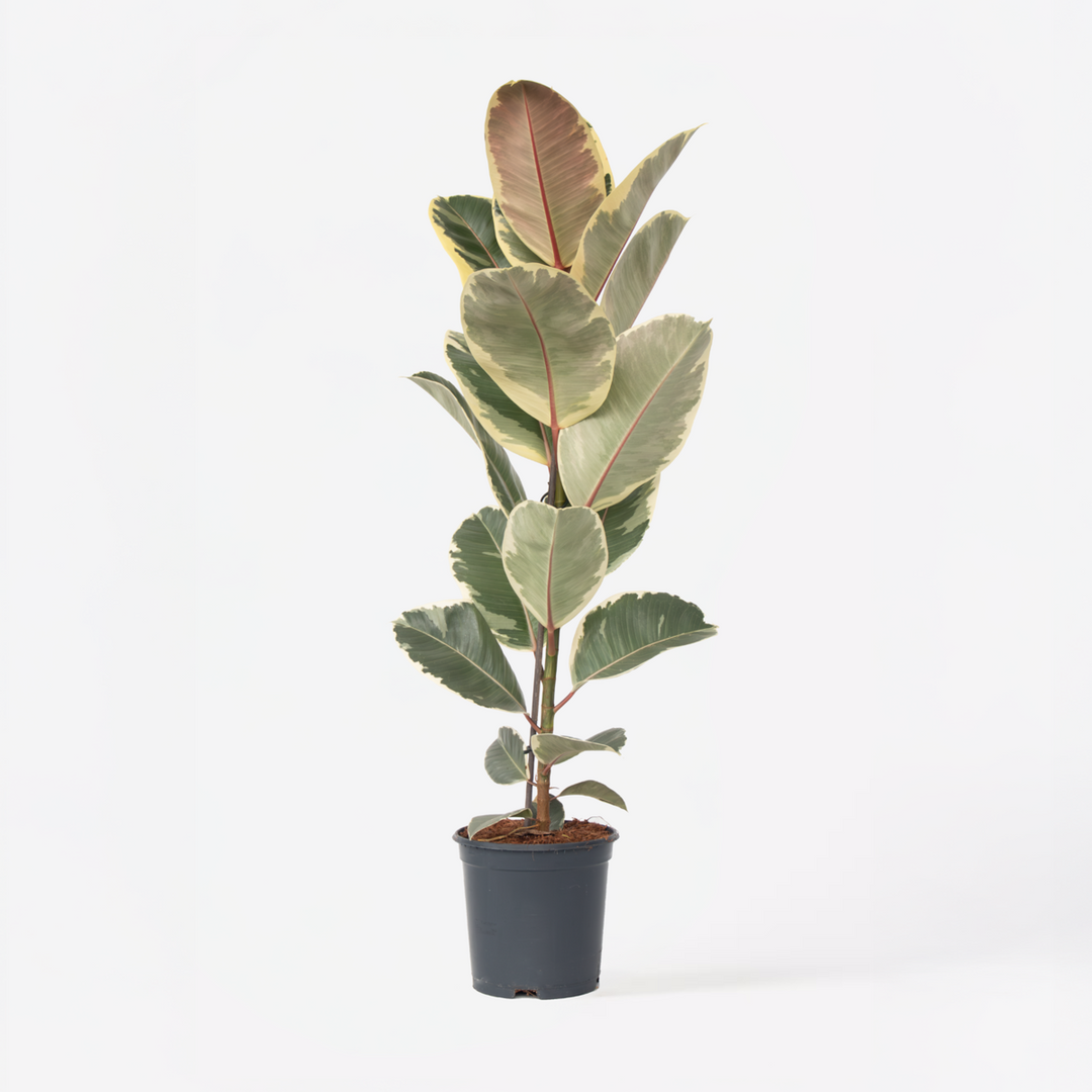 Ficus Elastica Tineke 'Rubberboom'