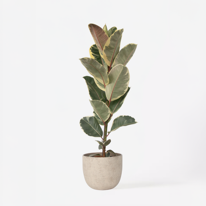 Ficus Elastica Tineke 'Rubberboom'