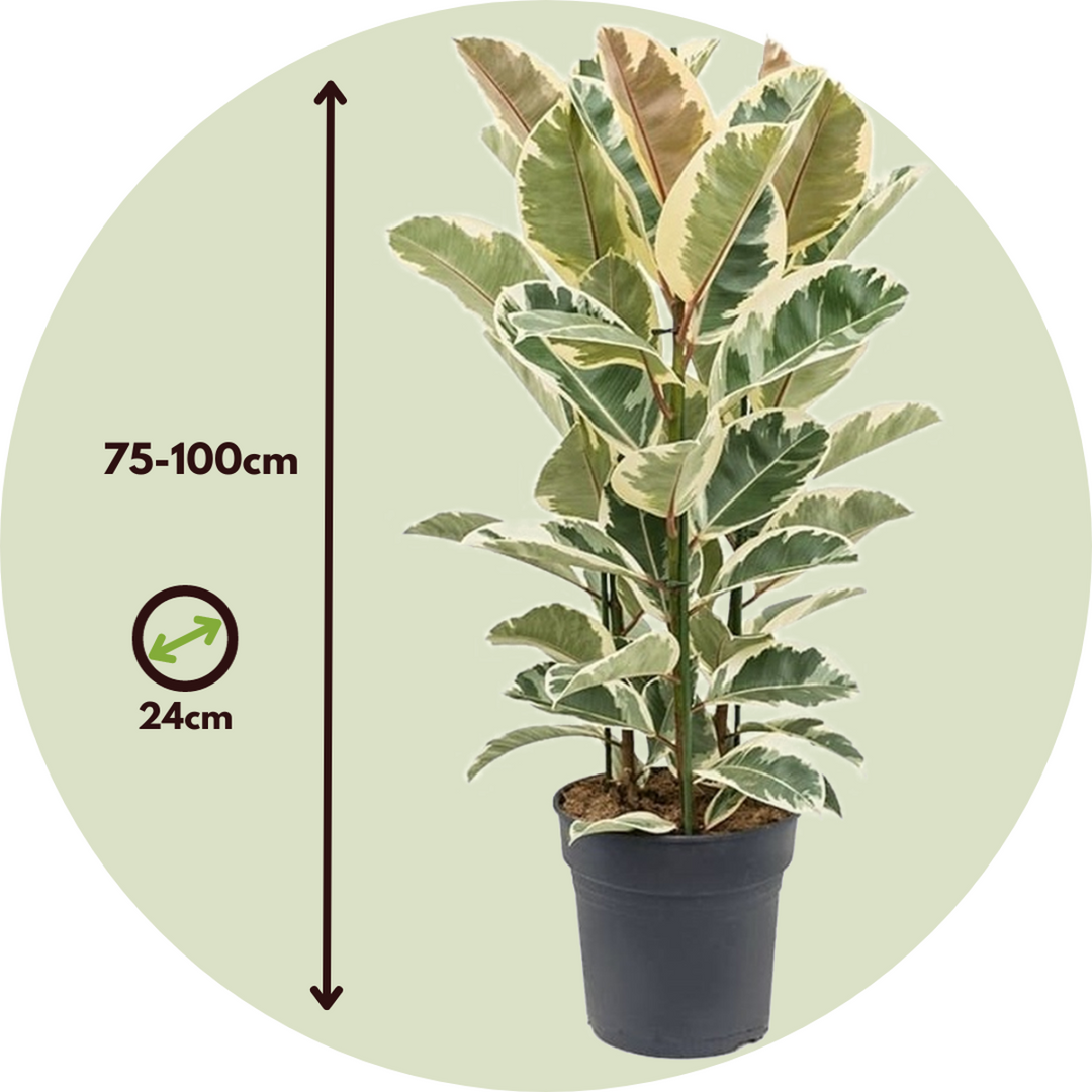 Ficus Elastica Tineke 'Rubberboom'