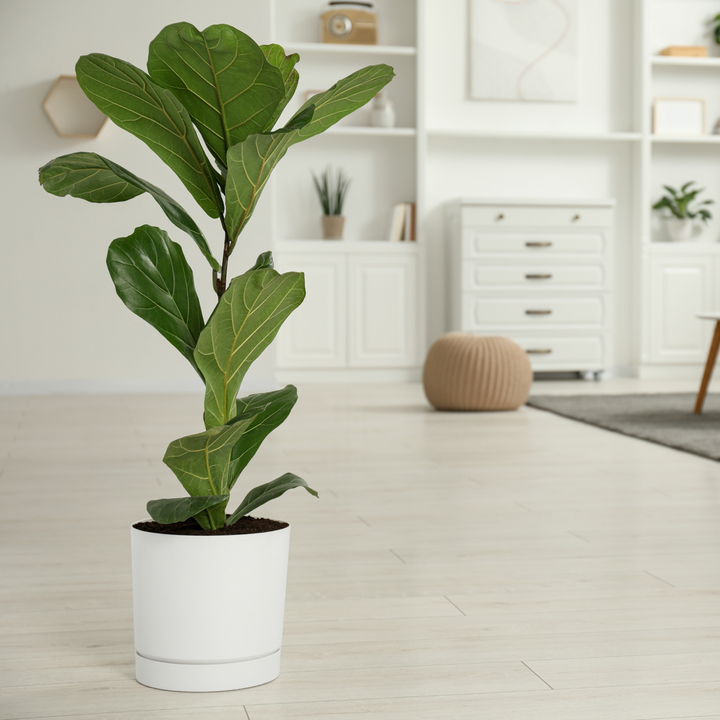 Ficus Lyrata - FloraStore