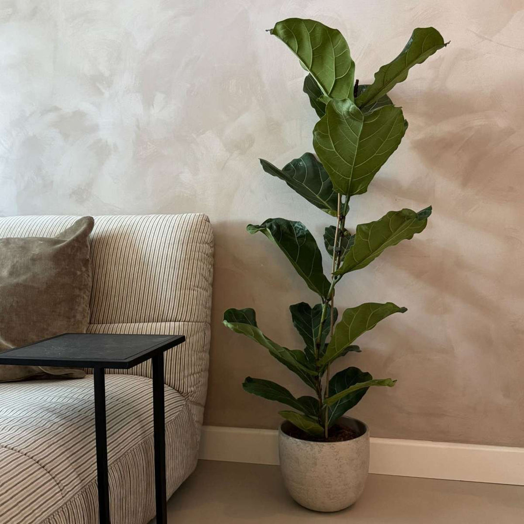 Ficus Lyrata - FloraStore