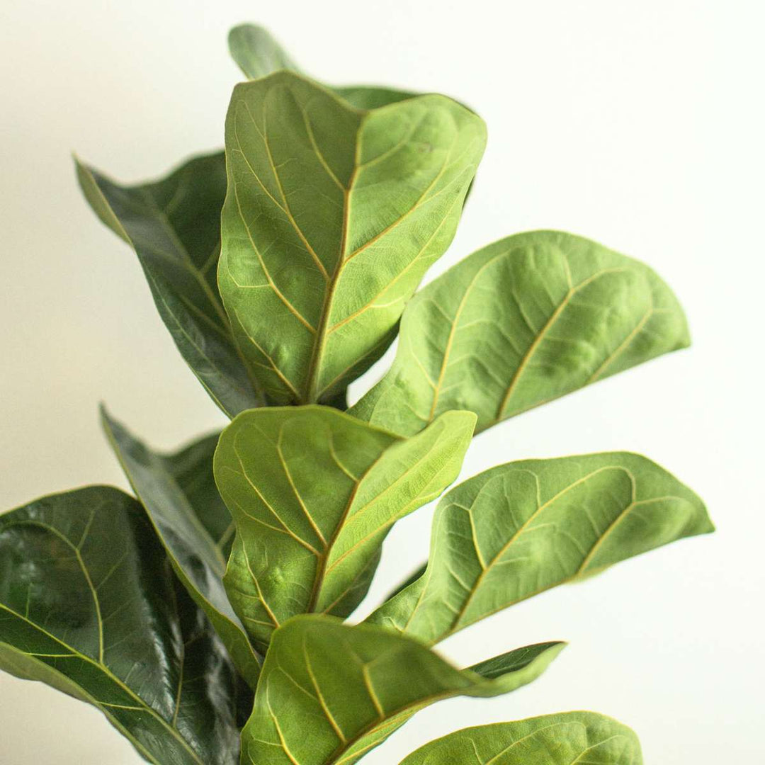 Ficus Lyrata - FloraStore