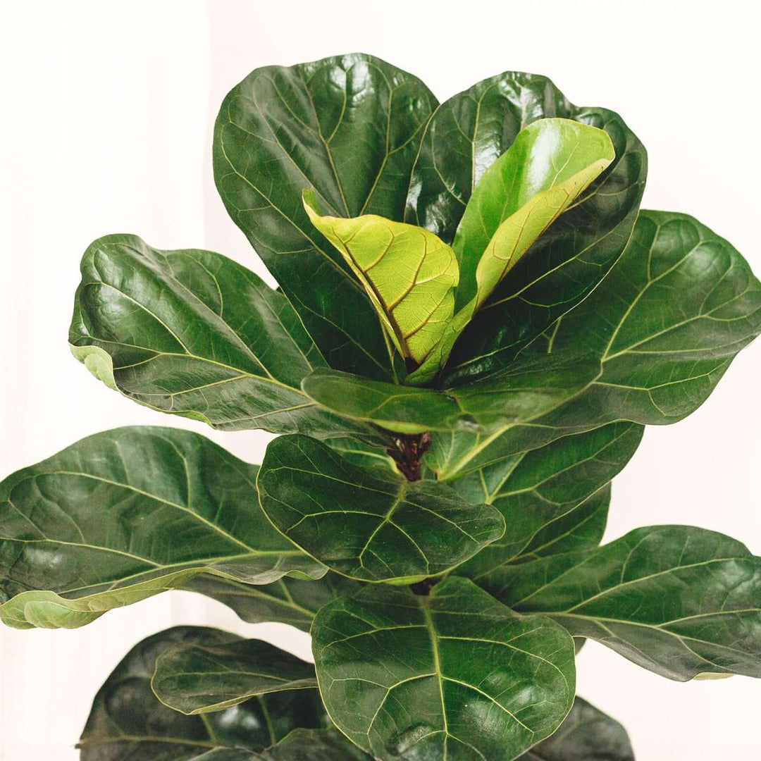 Ficus Lyrata - FloraStore