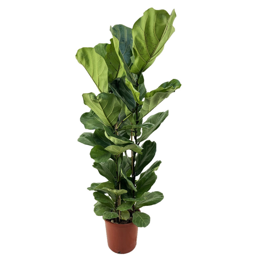 Ficus Lyrata - FloraStore