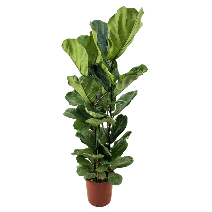 Ficus Lyrata - FloraStore