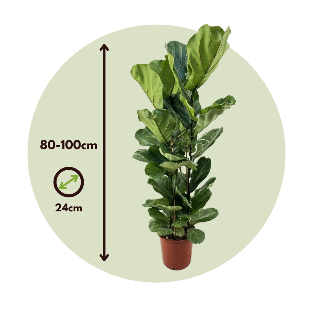Ficus Lyrata - FloraStore