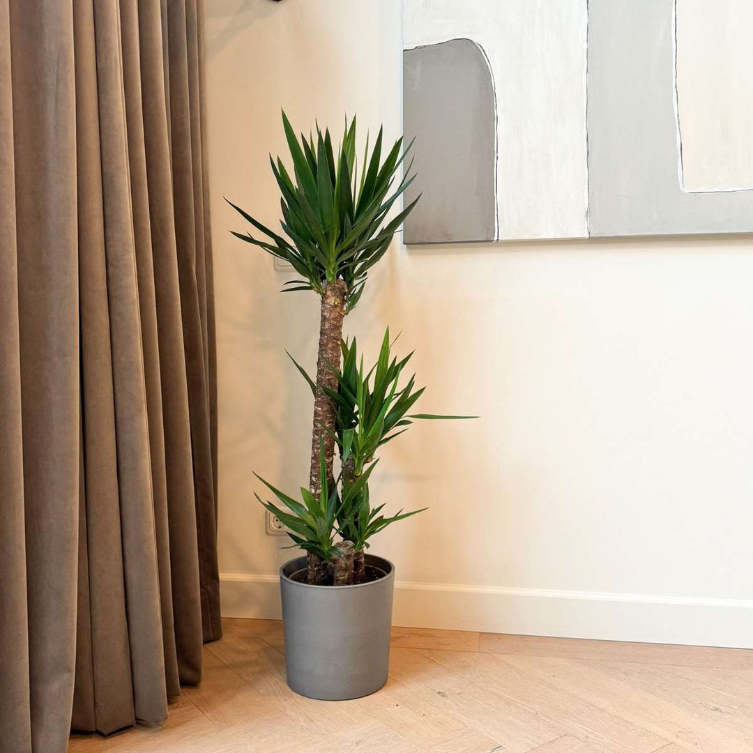 Yucca elephantipes - Palmlelie