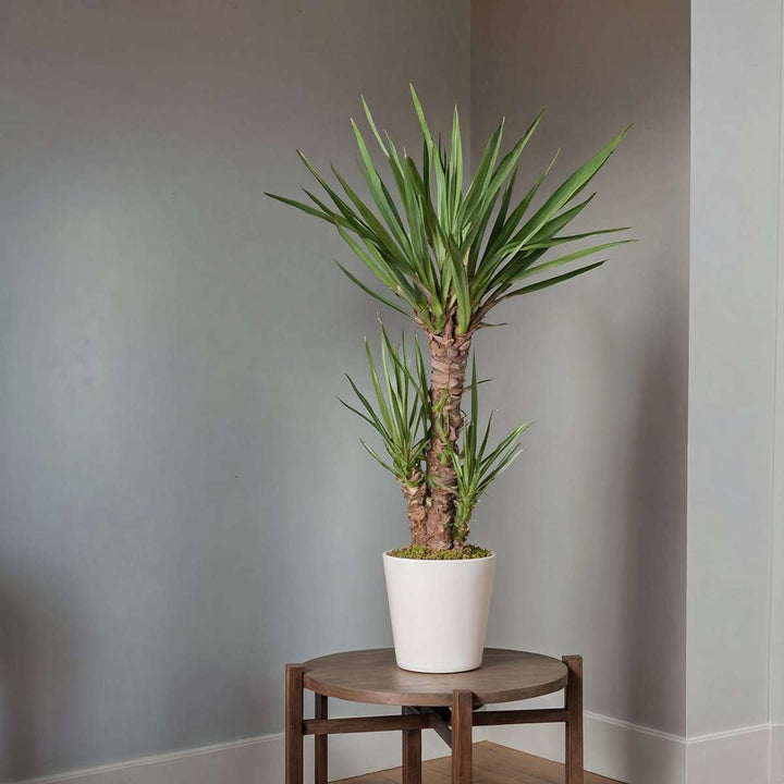 Yucca elephantipes - Palmin ljiljan