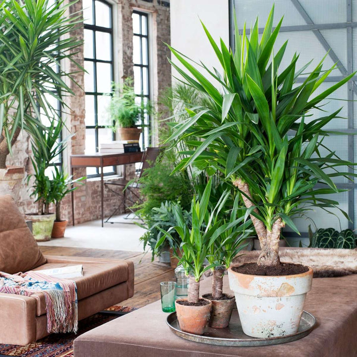 Yucca elephantipes - Palmin ljiljan