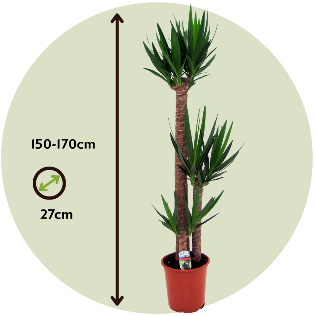 Yucca elephantipes - Palmin ljiljan