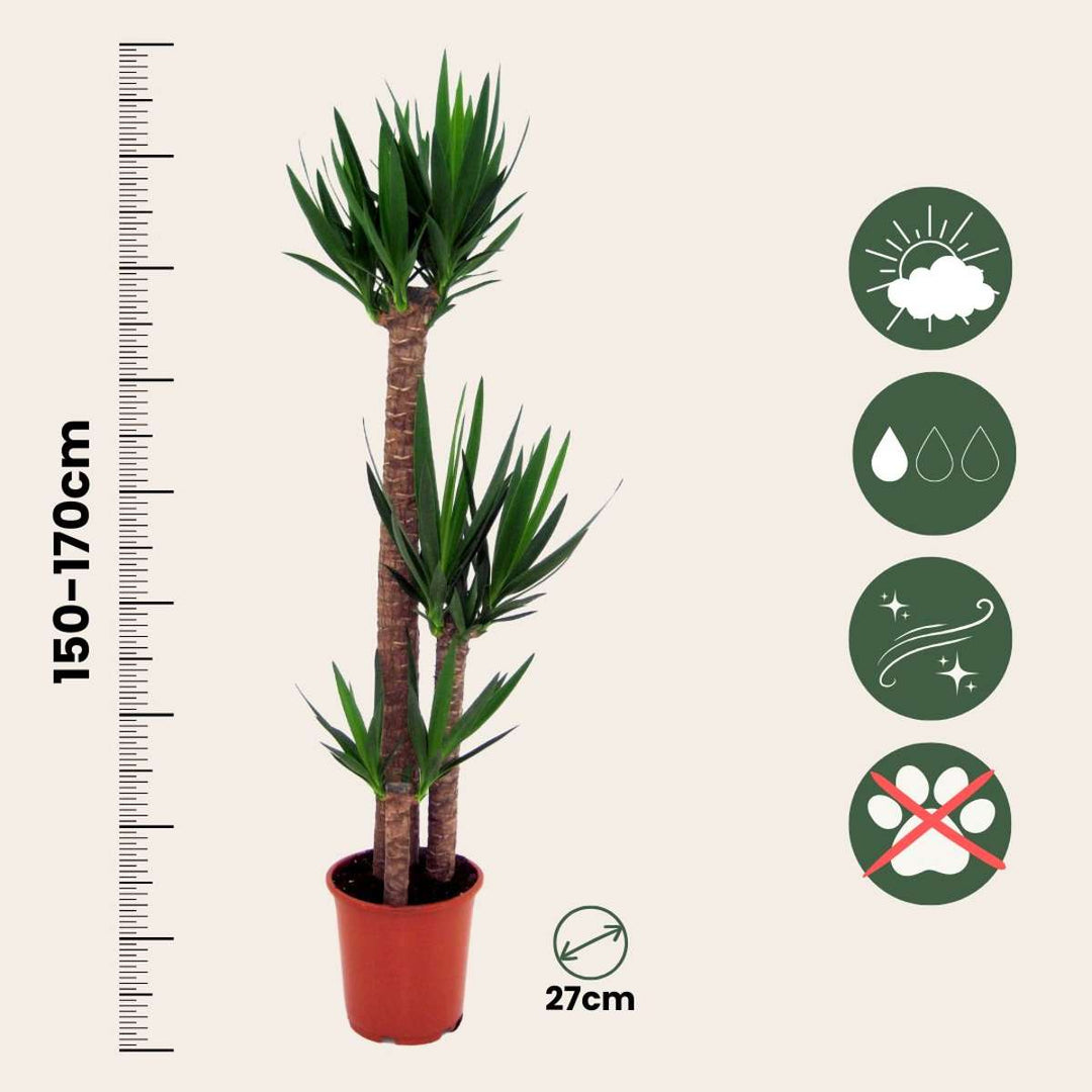 Yucca elephantipes - Palmová lilie