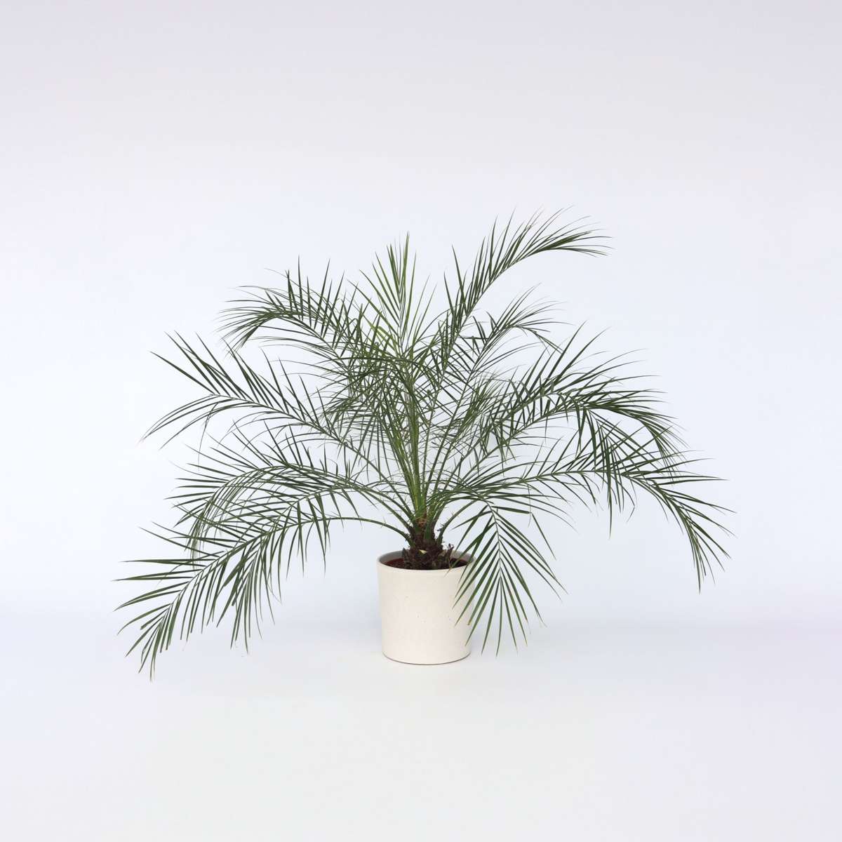 Phoenix roebelenii palm hotsell