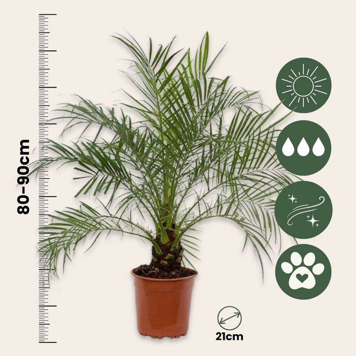 Phoenix roebelenii - Dwergdadelpalm - FloraStore