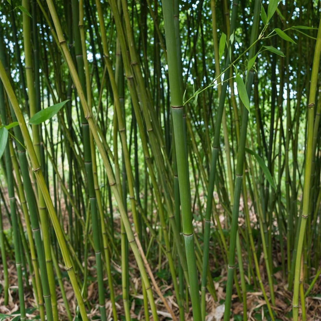 Phyllostachys 'Bissetii' - XL bambukas - FloraStore